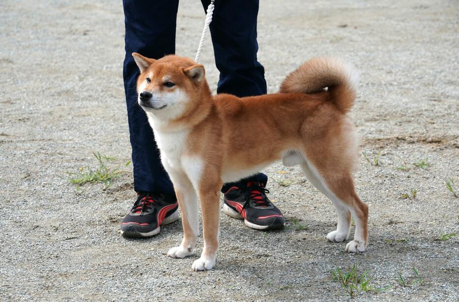 [写真]日本犬保存会島根支部の展覧会に出陳された若い柴