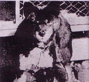 いし犬 石州犬 - Wikipedia