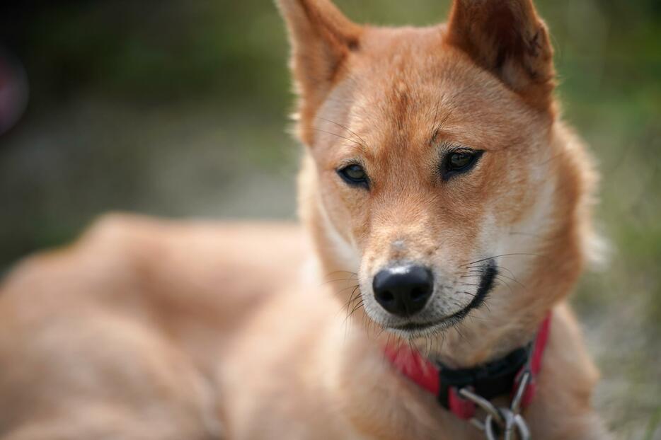 [写真]河部真弓さんの愛犬、山陰柴の『サニー』。石州犬の血が入っているとされるが、キツネ顔の顔貌は石州犬とも柴犬とも異なる