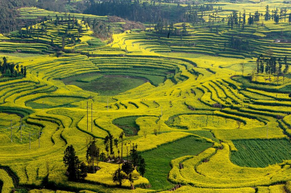 中国・雲南省に広がる田園風景（写真：アフロ）