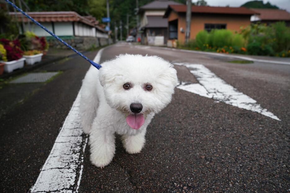 [写真]バスを降りた二川の集落で出会ったビション・フリーゼの『福丸』＝島根県益田市美都町