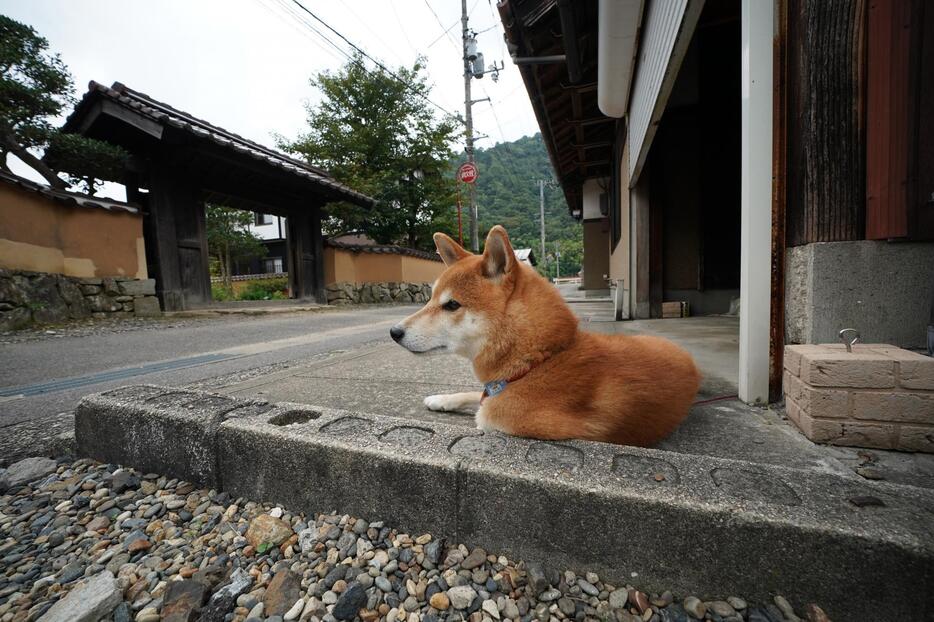 [写真]小京都・津和野にある森鴎外の生家の前にも柴がいた＝島根県津和野町