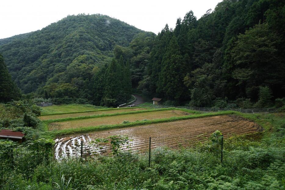 [写真]高台にある石号の生家から見下ろす。山と渓谷、水田に抱かれた日本の原風景が広がる＝島根県益田市美都町板井川