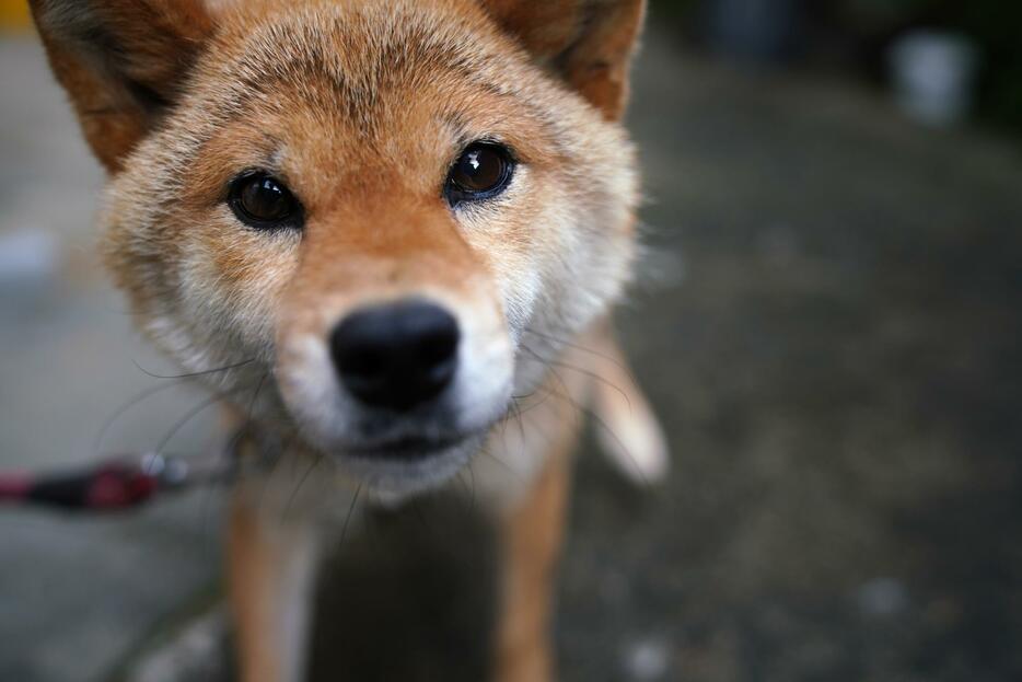 [写真]潮さん宅の柴