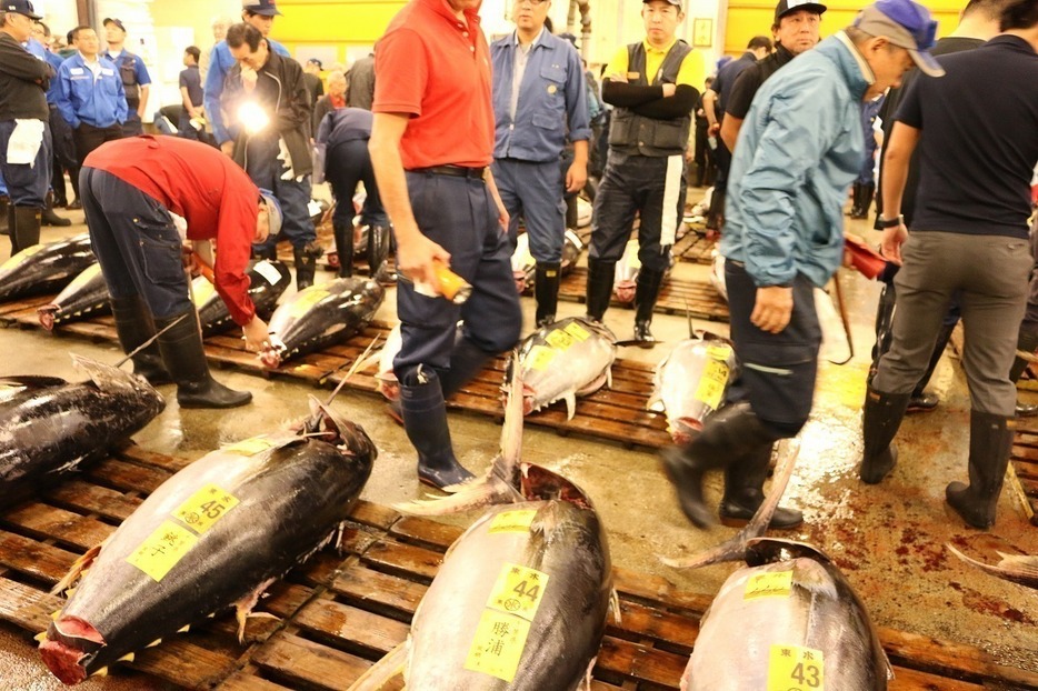 [写真]10月6日、最後の生マグロの競り前に下見をする買い手ら