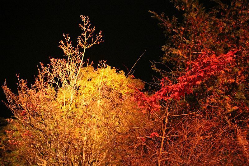 【写真2】黄色や燃えるように赤く色づいた木もある（21日撮影、愛知県の茶臼山高原で）