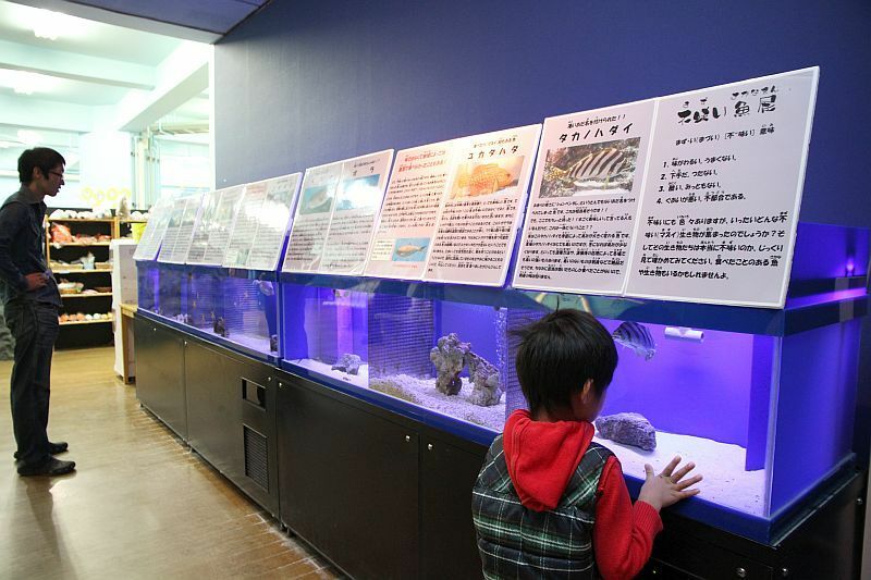 [写真]人気を集める「不味い魚展」（愛知県蒲郡市の竹島水族館で）