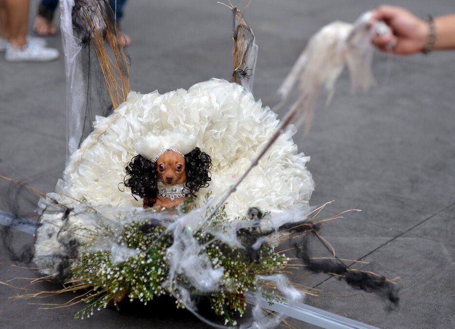 まるでお姫様＝2015年10月24日（写真：ロイター/アフロ）