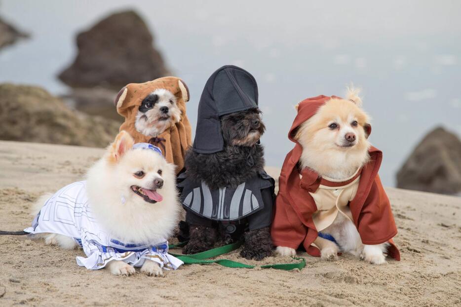 スターウォーズのコスプレをした犬たち＝2015年10月28日（写真：Splash/アフロ）