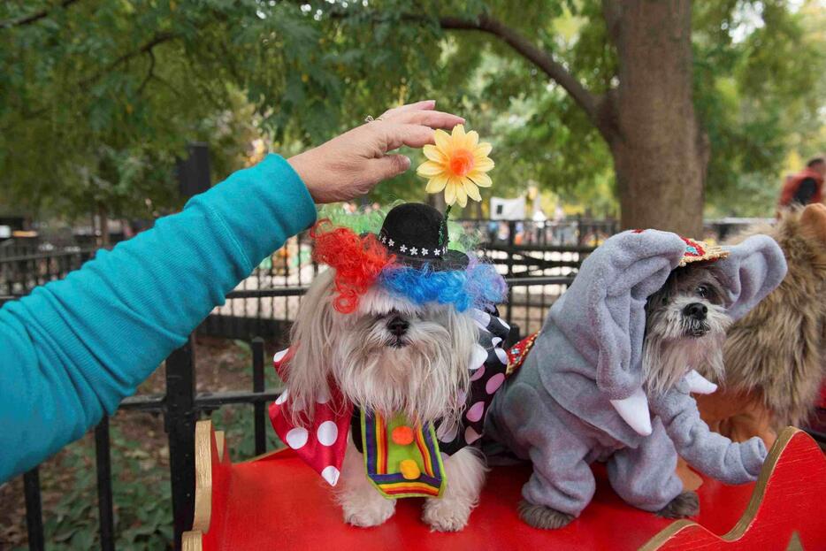 頭に花を飾る飼い主＝2015年10月24日（写真：ロイター/アフロ）