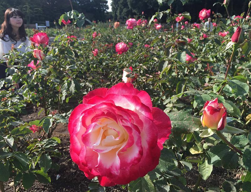 [写真]バラもみごろを迎えている長居植物園=27日午後3時ごろ、長居植物園で