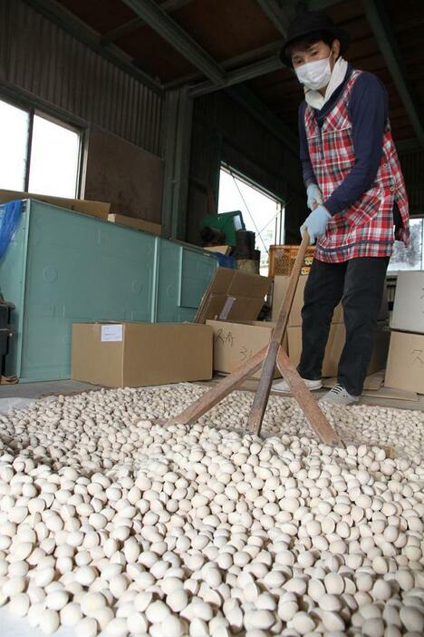 [写真]シートに広げられるギンナン。この後箱詰めされて出荷される（愛知県の祖父江ぎんなん農家の作業場で）