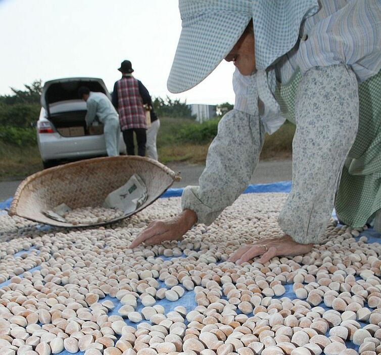 [写真]割れや傷があるものは人の手で取り除かれる（愛知県の祖父江ぎんなん農家の作業場で）