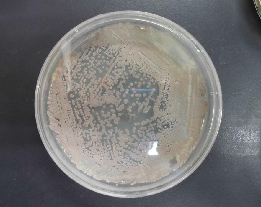 [写真]別種の放線菌の遺伝子群を入れたストレプトミセス・エバーミチリス