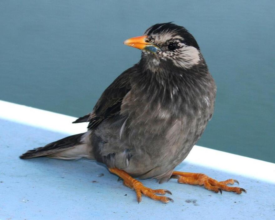 [写真]かつては益鳥としても扱かわれたムクドリ。体長24センチほどの小さな鳥だ（photo by Alpsdake）