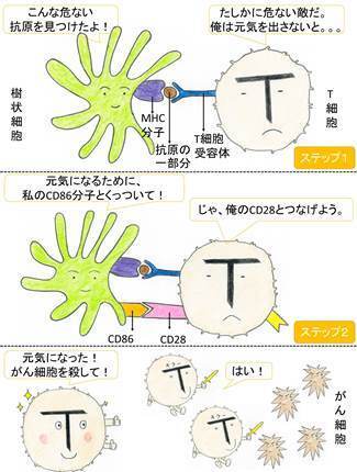 [図1]T細胞が活性化されてがん細胞を攻撃するしくみ