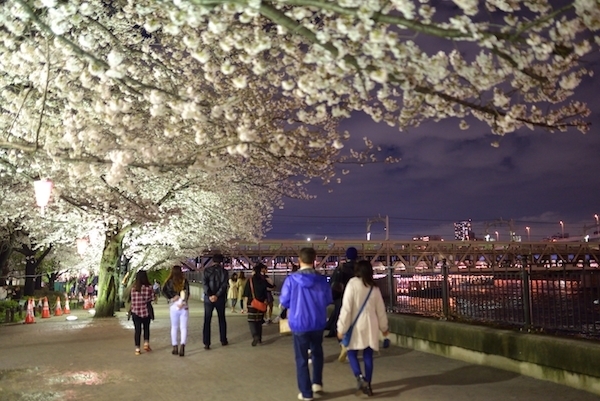 [写真]隅田公園の夜桜（2014年3月30日、林直樹氏撮影）