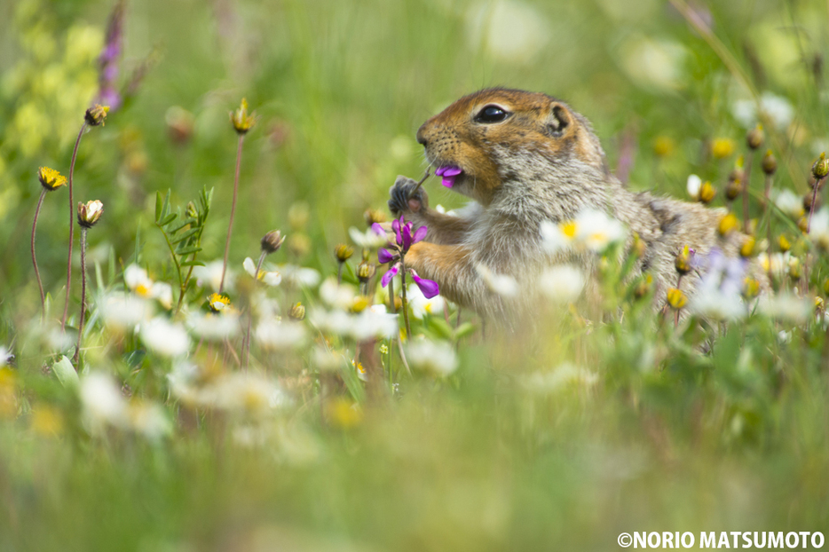 花びらを食べるジリス