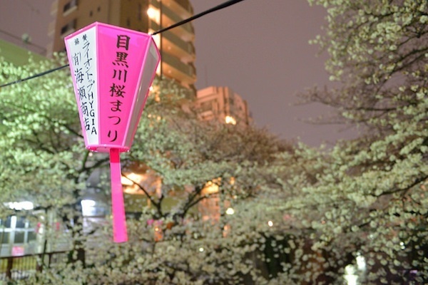 [写真]見ごろを迎えた目黒川の桜(2014年3月30日午前1時30分ごろ、林直樹氏撮影)