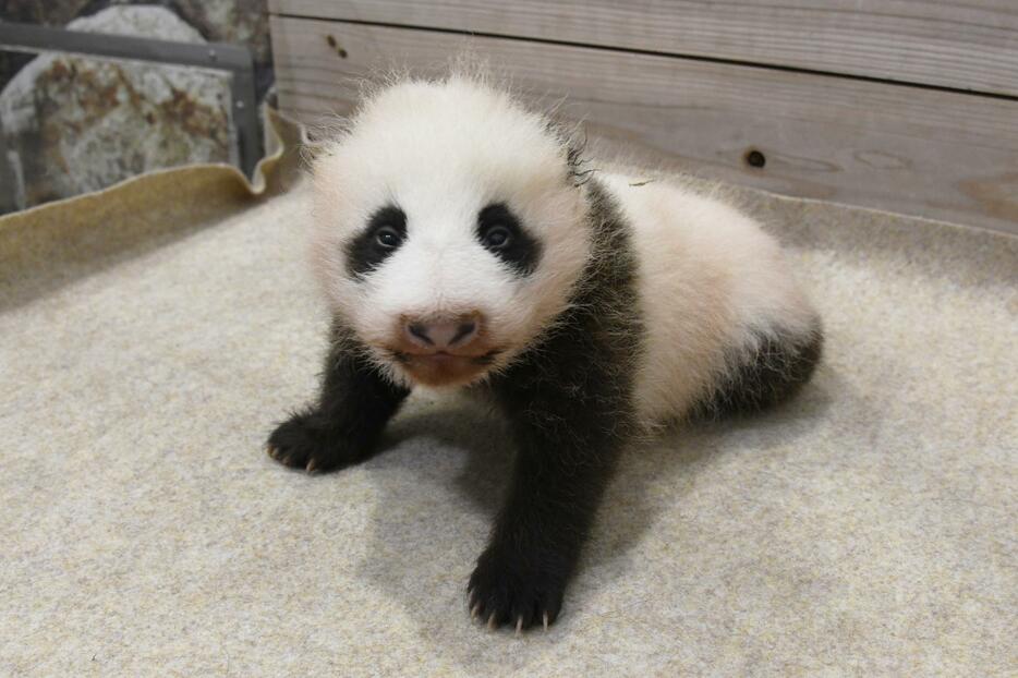 [写真]順調に成長を続けるアドベンチャーワールドのパンダの赤ちゃん。今月には両目も開き、カメラに向かってみせるキョトンとした表情が愛らしい＝21日、和歌山県白浜町で（提供：アドベンチャーワールド）