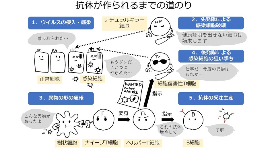 [図1]抗体が作られるまでの道のり