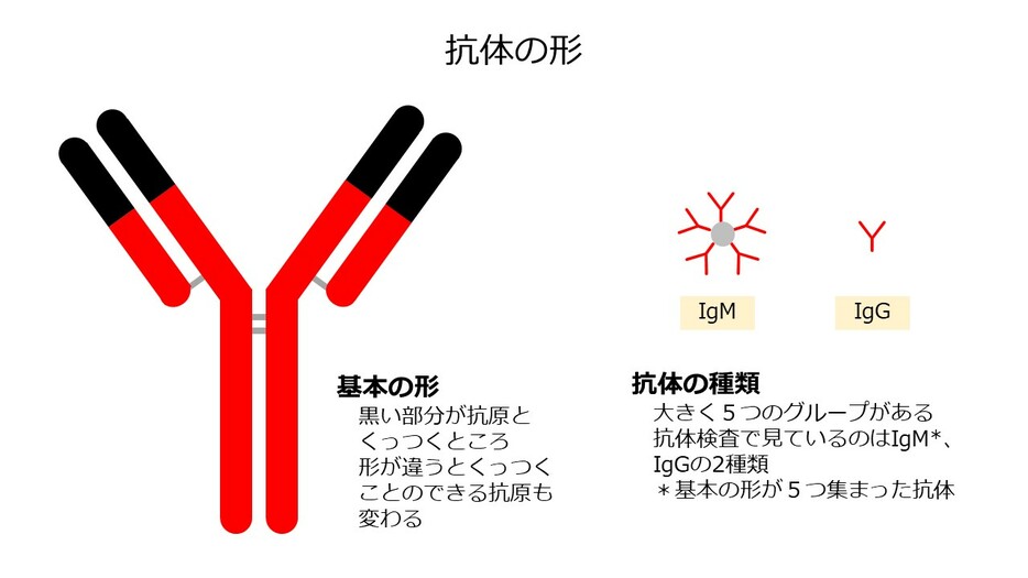 [図2]抗体の形