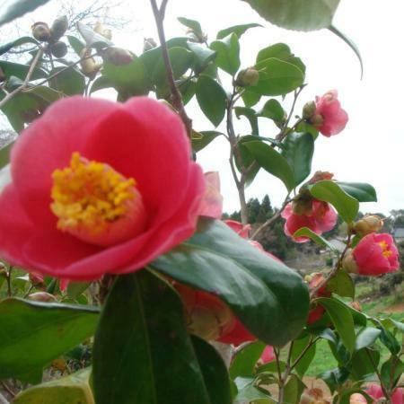 気仙地域で力強く咲く椿の花（写真提供：re:terra）