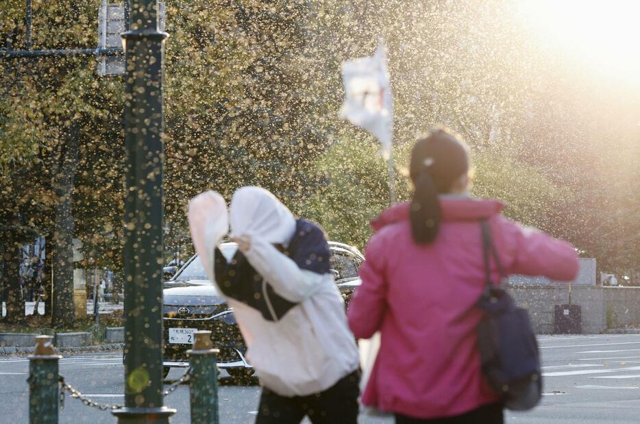 札幌市内で大量発生している「雪虫」＝30日午後