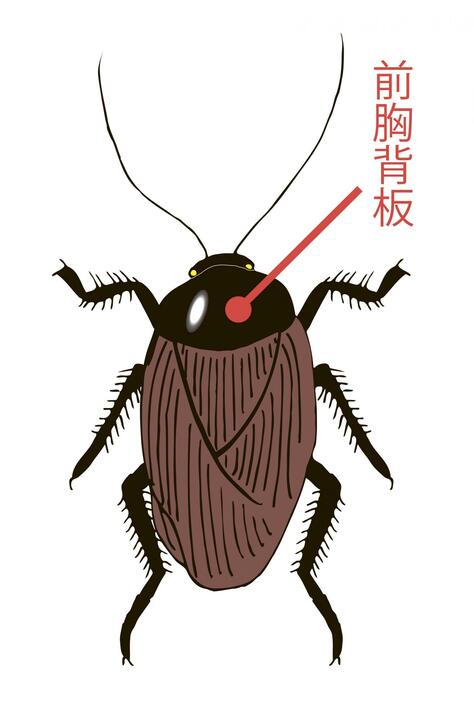 ゴキブリの「前胸背板」の位置を示すイメージ（初宿成彦氏提供）