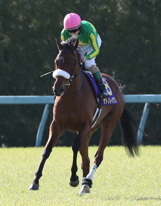 “紅一点”桜花賞2着馬のサトノレイナスはオークスを回避してダービーに挑戦する。牝馬が勝てばウオッカ以来14年ぶりの快挙だ(写真・日刊スポーツ／アフロ）