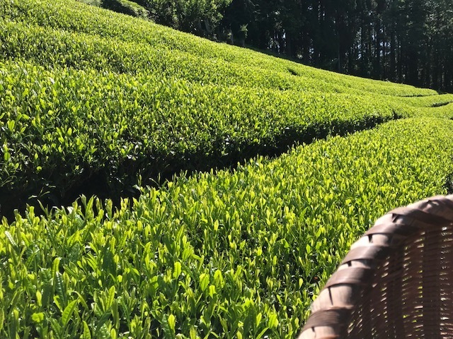 北上川を見下ろす山の上にある鹿島茶園。大切に育てられた美しい茶畑の畝が続く。現園主の佐々木浩さんの祖父が、伊達政宗以来の桃生茶を復興させた