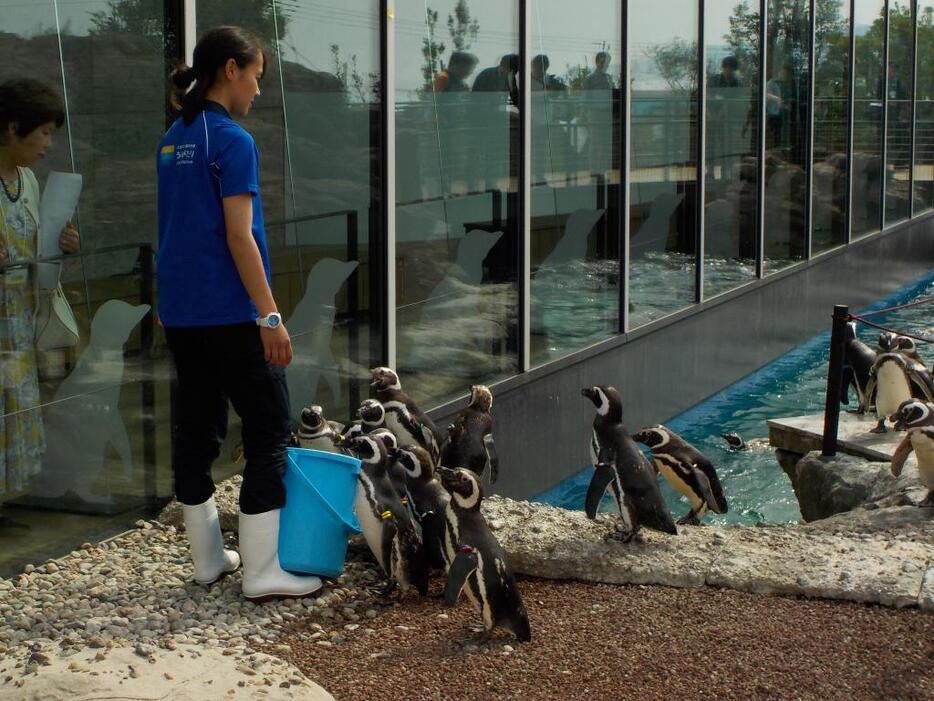 [写真]餌をねだるペンギンたち