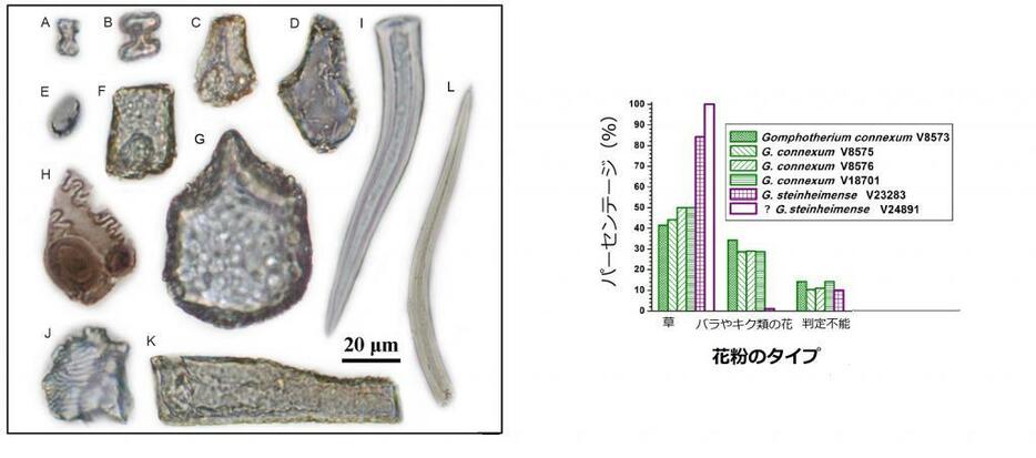 [イメージ]ゴンフォテリウムが見つかった中新世の地層に含まれている草の花粉化石。花粉化石の割合（グラフ参照）からは当時かなりの草原化が進んでいたことが推定される＝イメージ提供：王博士（Wu等2018）