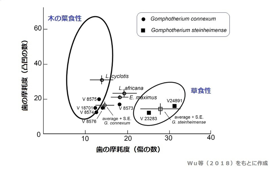 化石種と現生種のゾウの歯の摩耗度の比較。ゴンフォテリウムは、より草食性の傾向を示している。王博士より頂いたオリジナルのグラフ（Wu等2018）をもとに著者が作成した