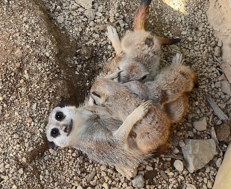 [写真]赤ちゃんがママのミルクをお目当てに飛び込む=大阪府岬町で（提供：みさき公園）