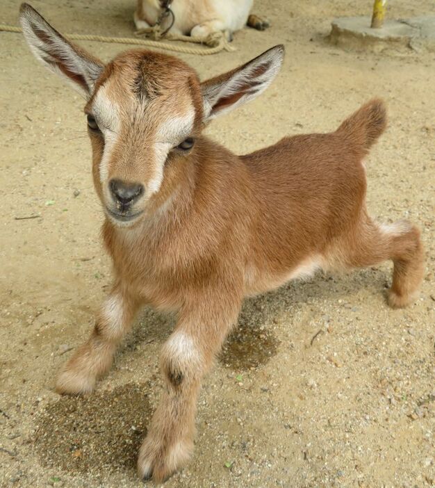 [写真]ヤギの赤ちゃんは5月に7頭生まれた=大阪府岬町で（提供：みさき公園）