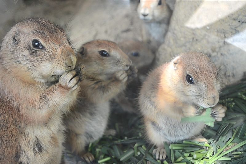 [写真]家族揃ってエサを食べるプレーリードッグ=大阪府岬町で（提供：みさき公園）