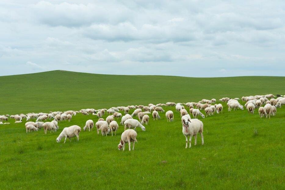 モンゴル羊の純血を守っている種、ウジュムチン・ホェ二。中国では自然で育った、とても有名な安心な肉として知られている＝シリンゴル盟・ジューグンウジュムチン・ホショー（2011年7月撮影）