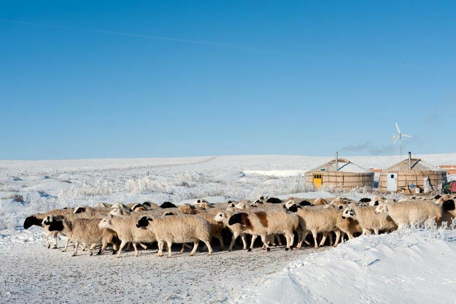 牧草地に行く羊の群れ。大雪が草原を完全に覆わない限り、毎日家畜を牧草地で放牧する＝シリンゴル盟・アバガ・ホショー（2013年1月撮影）