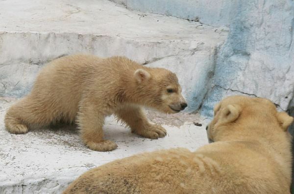 [写真]初公開されたホッキョクグマの赤ちゃん。ヨチヨチ歩きだが母親を前に表情は笑顔?＝9日午前11時10分ごろ、天王寺動物園で