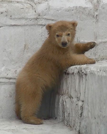 [写真]上ろうとすると、ママの呼び声でピタッと止まるホッキョクグマの赤ちゃん