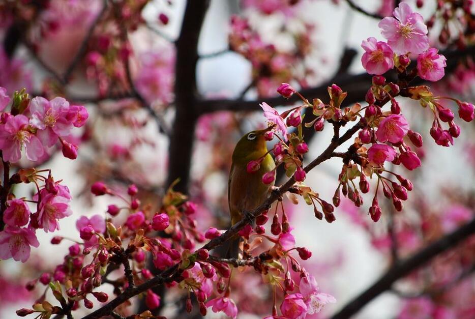 河津桜にとまるメジロ