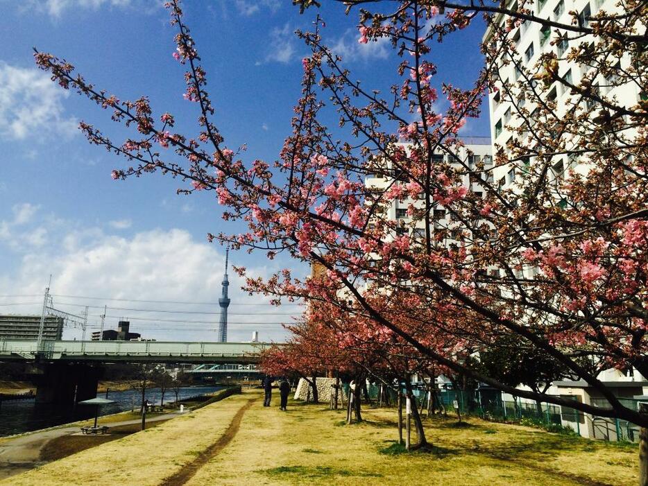 遠方に東京スカイツリーが望める