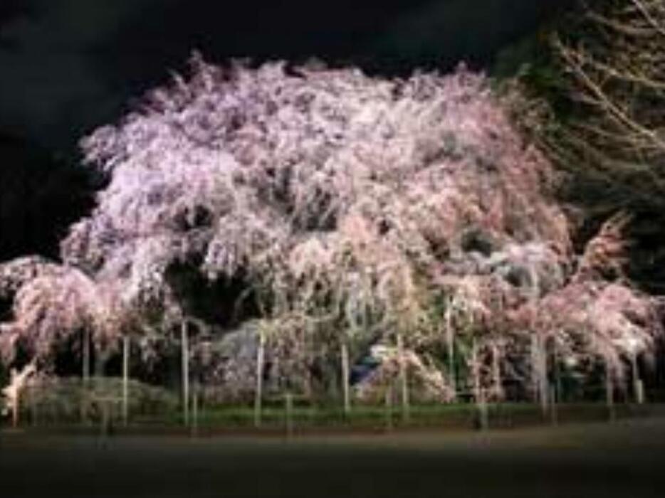 しだれ桜（発表資料より）