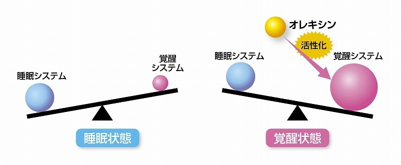 睡眠状態と覚醒状態（起きている状態）の脳内の働き