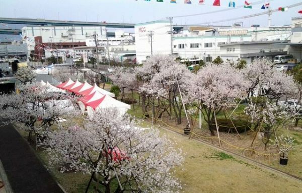 [写真]桜にそっくりなアーモンドの花が咲き誇る東洋ナッツ食品庭園