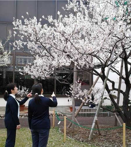 [写真]アーモンドも桜も同じバラ科サクラ属なので見間違われやすいという