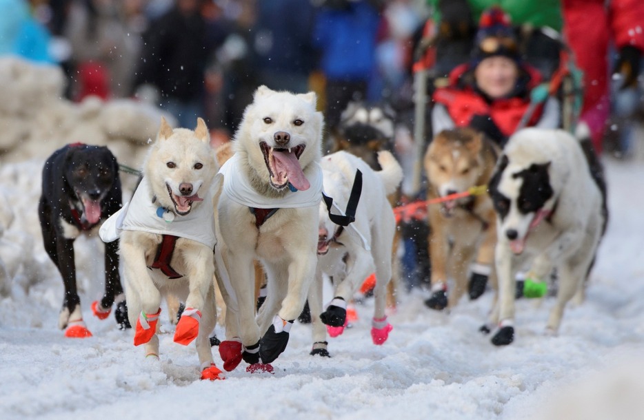 ソリをひく犬＝2015年3月8日（ロイター/アフロ）