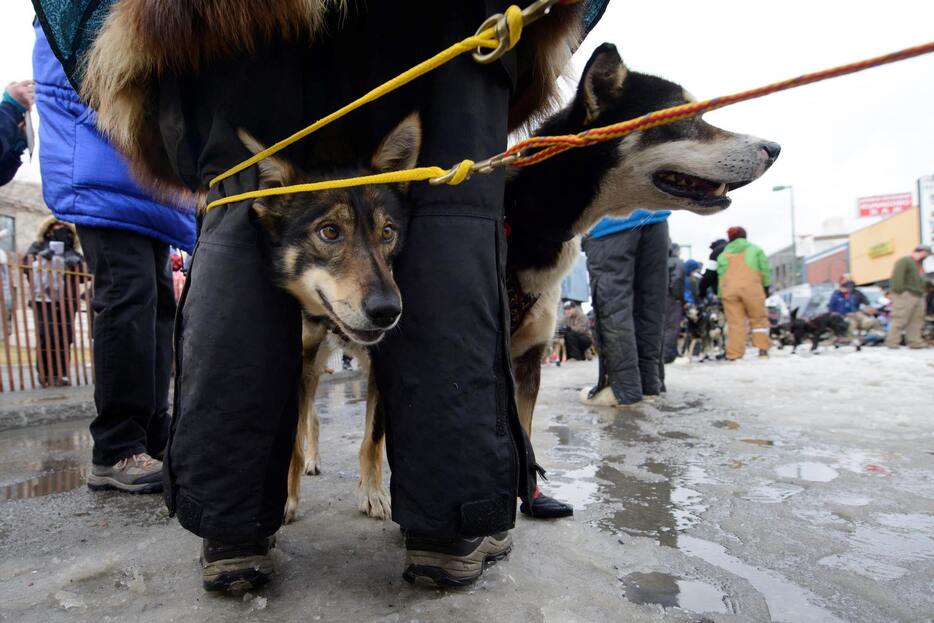 脚に頭をつっこむ犬＝2015年3月8日（ロイター/アフロ）