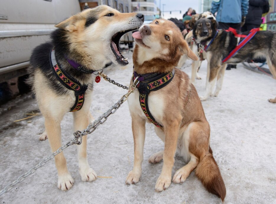 じゃれ合う犬＝2015年3月8日（ロイター/アフロ）